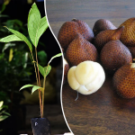 white salak fruit plant