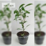 Ayapana Triplinervis Medicinal Plant Purchase