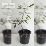 Karinochi Medicinal Plant Sale