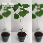 Kumizh Medicinal Plant Sale