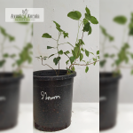 Munja Medicinal Plant Sale