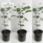 Poovam Medicinal Plant Sale