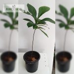 Thaanni Medicinal Plant Sale