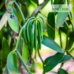 Vanilla Fruit Plant Sale