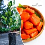 Vietnam Early Gold Jackfruit Red Inside Sapling Sale