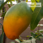 Alampur Baneshan Mango Fruit Plant Sale