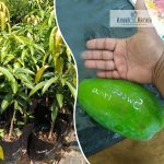 Buy Sweet Prince Thailand Mango Plant