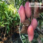Chang Deang Thailand Variety Mango Plant Sale