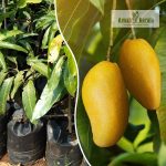 Giant Dream Thailand Mango Plant Sale