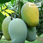 Kalluketty Mango Fruit Plant Sale