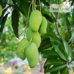 Kilichundan Mango Fruit Plant Sale
