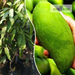 Koew Sam Rod Thailand Mango Plant