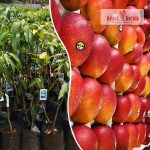 World's Most Expensive Mango Miyazaki Plant Sale