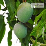 Ratna Mango Fruit Plant Sale