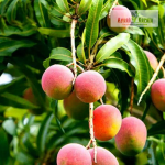 Sindhooram Mango Fruit Plant Sale