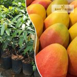 Super Queen Thailand Mango Plant Purchase