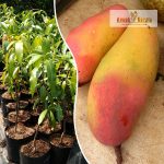 Thailand Mango Aroma Mango Sapling Purchase