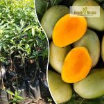 amarapalli-mango-live-fruit-plant-online