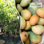 bangana palli mango plant sale