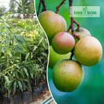 baramasi-mango-live-fruit-plant-sale