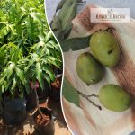 chandrakaran-mango-plant