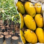 chaunsa-mango-live-fruit-plant-online