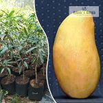 golek-mango-live-fruit-plant-online-sale