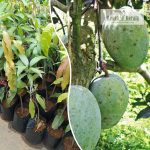 gourmoti-mango-live-fruit-plant-online