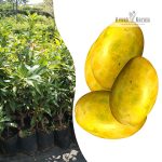 himapasanth-mango-live-fruit-plant-sale