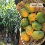 kalapadi-mango-live-fruit-plants-online-sale