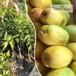 keser-mango-live-fruit-plant-online