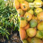 kottorkonam-live-fruit-plants