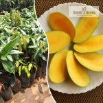 kulambu-live-fruit-plant-online