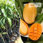 mallika-mango-live-fruit-plant-sale