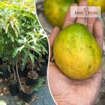 neelam-mango-live-fruit-plant