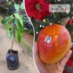 R2 E2 Mango Plant Sale