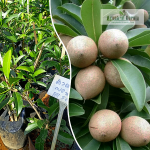 All Season Sapota Fruit Plant Sale