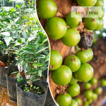 Crystal Green Jabuticaba Fruit Plant Sale