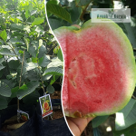 Red Diamond Seedless Guava Fruit Plant Sale