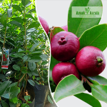 Strawberry Guava Fruit Plant Sale