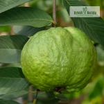 Thai 5 Guava Fruit Plant Sale