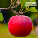 Apple Cool Climate Fruit Plan Sale