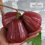 Dalhari Wax Apple Fruit Plant Sale