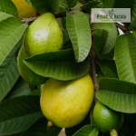 Japan Guava Fruit Plant Sale