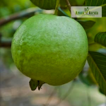 Madhuri Guava Fruit Plant Sale