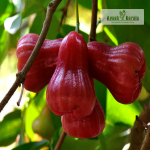 Malayan Wax Apple Fruit Plant Sale