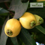 Paneer Wax Apple Fruit Plant Sale