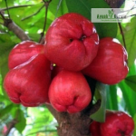 Red Hybrid Wax Apple Fruit Plant Sale