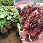 Pakistani Long Mulberry Plant