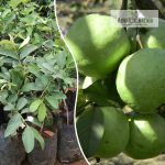 vnr-guava-plant-online-sale